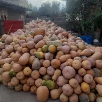 کدو|خوردنی و آشامیدنی|چورزق, |دیوار