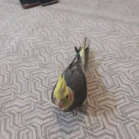 عروس هلندی گمشده به اسم پوکو