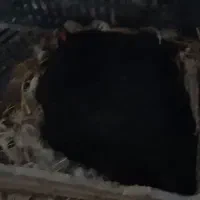 مرغ کرچ|حیوانات مزرعه|قائم‌شهر, |دیوار