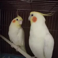 عروس هلندی لوتینو