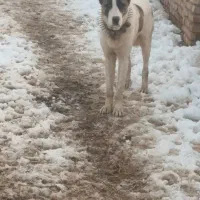 سگی|سگ|زاوه, |دیوار