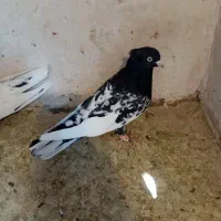 کبوتر کله سیاه