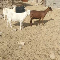 گوسفند|حیوانات مزرعه|قائن, |دیوار