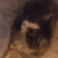 گربه  سیاه و سفید رنگ