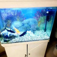 آکواریوم شیشه خم طول 80