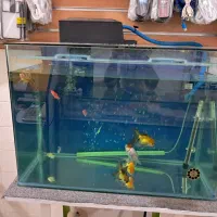 آگواریوم شیشه خم شرکتی