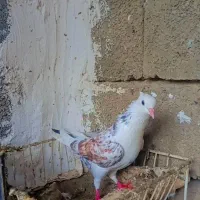 کبوتر تکپر|پرنده|علی‌آباد کتول, |دیوار