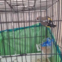 سهره کرمونی ماده