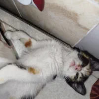 گربه|گربه|سهند, |دیوار