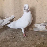ماده کفتر|پرنده|تهران, آشتیانی|دیوار