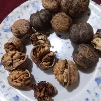 فروش گردو|خوردنی و آشامیدنی|درگز, |دیوار