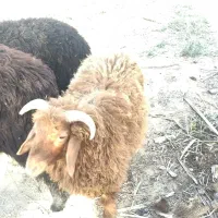 گوسفند بره نر