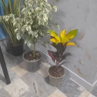 فروش گل‌های آپارتمانی زیبا با قیمت مناسب