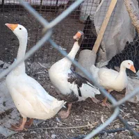 غاز وقوغاز|حیوانات مزرعه|داران, |دیوار