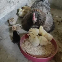 فروش مرغ جوجه دار