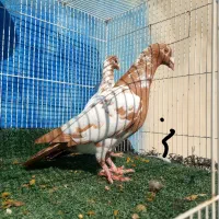 کبوتر کارل میولمنز