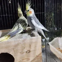 عروس هلندی|پرنده|تالش, هشتپر|دیوار