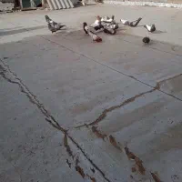 کبوتر سینه سیاه