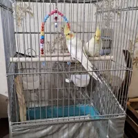 عروس هلندی