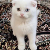 گربه اشرافی اسکاتیش چشم دو رنگ