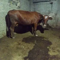 گاو|حیوانات مزرعه|ایوان, |دیوار