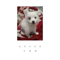 اشپیتز|سگ|رشت, شهریاران|دیوار