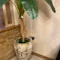 درخت موز مصنوعی|گل مصنوعی|رشت, گلسار|دیوار