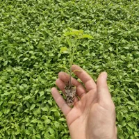 گلخانه نشا آوند