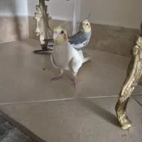 یک جفت عروس هلندی