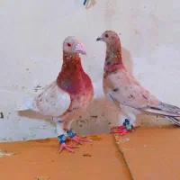 کبوتر سار کله هما