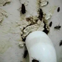 سمپاشی ساس سوسک تمام حشرات 100درصدتضمینی تمام نقاط|خدمات نظافت|مشهد, پورسینا|دیوار