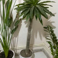 کاکتوس غول پیکر صخره ای|گل و گیاه طبیعی|هشتگرد, فاز ۱ مهستان|دیوار