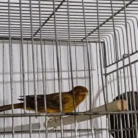 قناری|پرنده|تهران, کیانشهر|دیوار