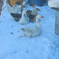 قاز غاژ قوغاز اردک روسی کشکسرای