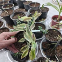 گلفروشی انلاین|گل و گیاه طبیعی|پیر بکران, |دیوار