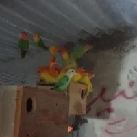 عروس هلندی،گرینچیک،برزیلی،ملنگو،مرغ عشق|پرنده|بندر کنگان, |دیوار