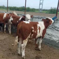 فروش گوساله های جنس خوب