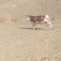 تلیسه‌سمینتال‌شیری