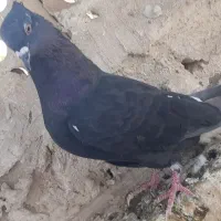 کبوتر اشعل  به شرط نطفه|پرنده|کارون, |دیوار