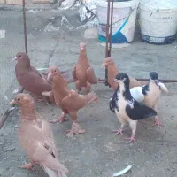 تعدادی جوجه زرد