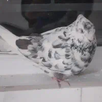 کبوتر پلاکی و سرور