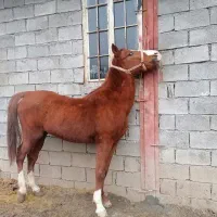 اسب کورد|اسب و تجهیزات اسبسواری|جوانرود, |دیوار