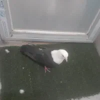 ماده