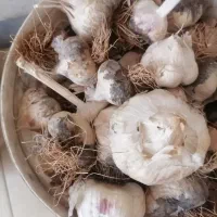 سیر محلی تازه کنده شده