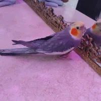 عروس هلندی|پرنده|قم, شهرک فاطمیه|دیوار