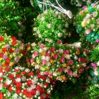 گل مصنوعی|گل مصنوعی|همدان, |دیوار