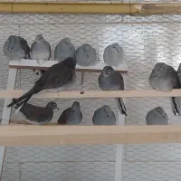 یار کریم|پرنده|اردکان, |دیوار