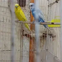 جفت مرغ عشق. ماده اسپانگل. نرم زرد کاشانی