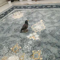 مرغ مینا
