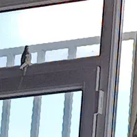 پرنده ی مرغ عشق